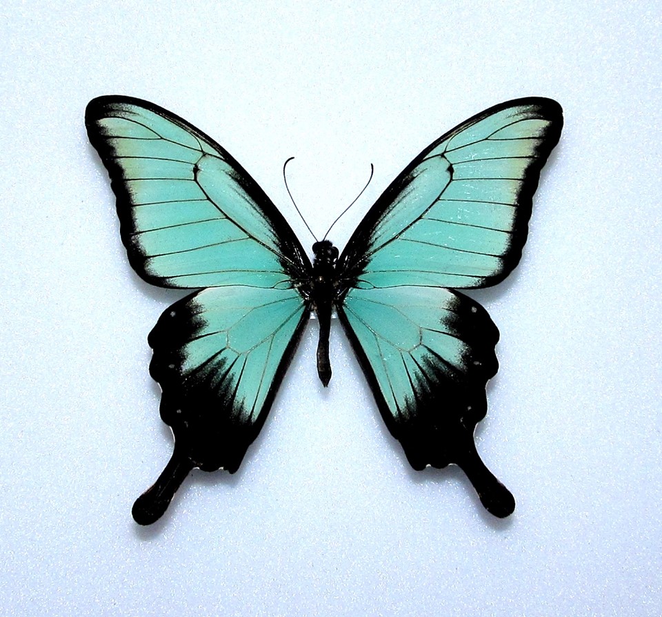 Papilio phorcas (aberration, Alex Bic) (Internet Image property of respective owner, non-commercial use only)